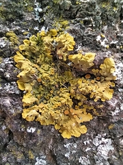 Xanthoria parietina