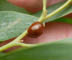 Dicranosterna semipunctata