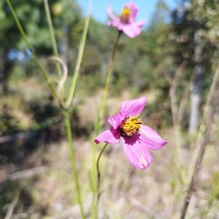 Cosmos crithmifolius