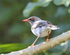 Turdus plumbeus