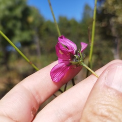 Cosmos crithmifolius