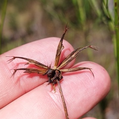 Cosmos crithmifolius