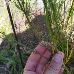 Cosmos crithmifolius