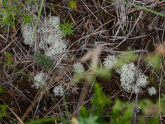 Cladonia confusa
