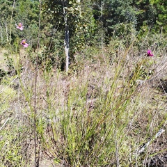 Cosmos crithmifolius