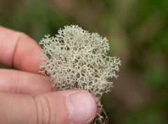 Cladonia confusa