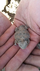 Phrynosoma douglasii