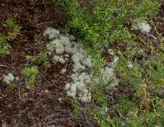 Cladonia confusa