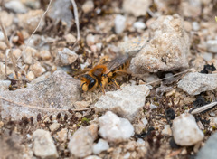 Leioproctus fulvescens