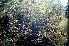 Pomaderris intermedia