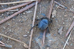 Scarabaeus laticollis