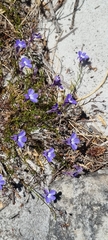 Lobelia setacea