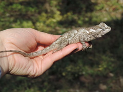 Sceloporus melanorhinus