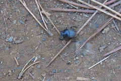 Scarabaeus laticollis