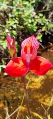 Disa uniflora