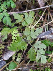 Chaerophyllum temulum