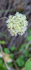 Hermas capitata