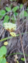 Hermas capitata