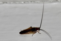Balta bicolor