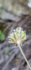 Hermas capitata