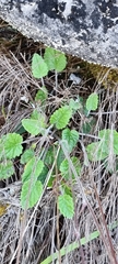 Hermas capitata