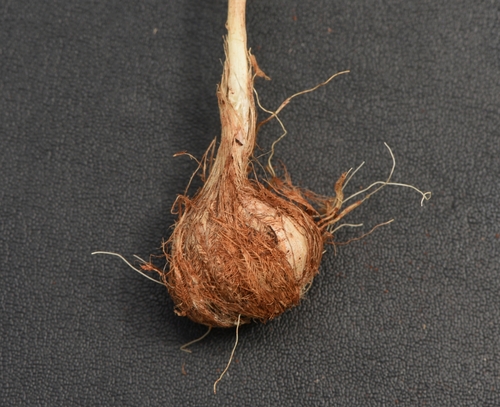 Barbary-nut