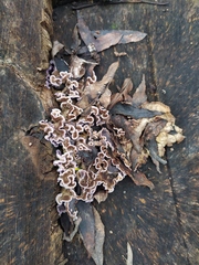 Chondrostereum purpureum