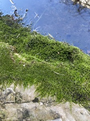 Bryum argenteum