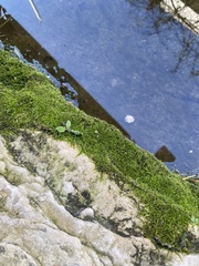 Bryum argenteum