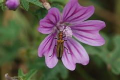 Oedemera flavipes
