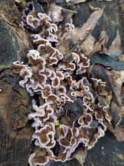 Chondrostereum purpureum