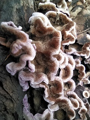 Chondrostereum purpureum