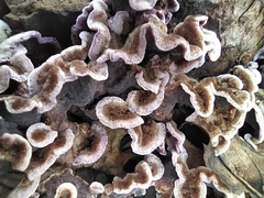 Chondrostereum purpureum