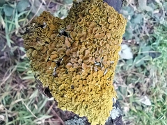 Xanthoria parietina