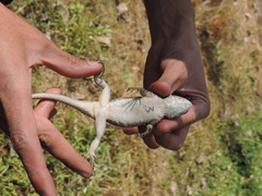 Sceloporus melanorhinus