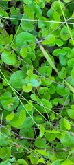 Centella eriantha