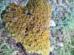 Xanthoria parietina