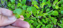 Centella eriantha