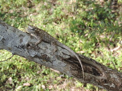 Sceloporus melanorhinus