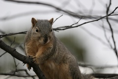 Sciurus niger