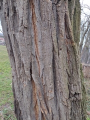 Robinia pseudoacacia