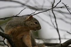 Sciurus niger