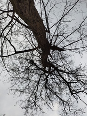 Robinia pseudoacacia