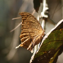 Consul excellens genini