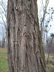 Robinia pseudoacacia