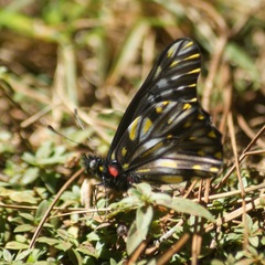 Catasticta nimbice