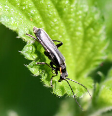 Cantharis obscura