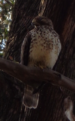 Accipiter cooperii