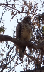 Accipiter cooperii