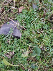 Galium aparine